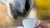 Ein Pferd riecht an einer Teetasse, die man ihm hinhält. 