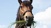 Ein braunes Pony hat lange Grashalme im Maul