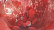 Rote und weiße Blutkörperchen bewegen sich innerhalb einer Arterie.