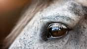 Nahaufnahme von einem Auge eines Schimmels mit Reflektion