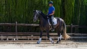 Ein Reiter mit einem jungen Schimmel auf dem Reitplatz beim Training