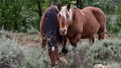 Zwei braune Pferde in freier Wildbahn