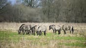 Koniks sind beliebt als Landschaftspfleger