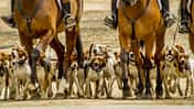 Jagdreiten Schleoppjagd Hundemeute Foxhounds Schleppjagd mit einer Hundmeute