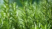 Rosmarin, Kräuter, ADMR, Pferdefütterung Nahaufnahme Rosmarin-Zweige in einem Garten