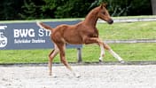 United Whizz Kid, Fohlen, Auktion, DKB Pferdewoche, United Touch Nachkomme, Springpferd, Zucht, Glantz & Gloria Fohlen United Whizz Kid im freien Lauf bei einer Präsentation