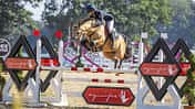 Deutscher Reitponys sind sportlich und vielseitig 