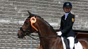 Ein braunes Dressurpferd mit Schleife an der Trense auf dem Reitplatz des Haupt- und Landgestüt Marbachs mit einer jungen Reiterin im Sattel. 