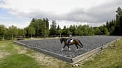 Reitplatz mit Reiterin auf Pferd, Außenaufnahme, Dressurviereck mit dunklen Teppichflocken, umgeben von Bäumen.