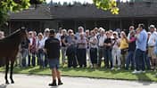 Besucher auf einem Gestüt bei der Exterieur-Beurteilung eines Pferds, das vor ihnen steht und von einem Mitarbeiter gehalten wird.