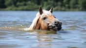 Ein junger Haflinger schwimmend im See. 