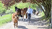 Das Foto zeigt Sabine Angemeer, die mehrere freilaufende Pferde und Ponys auf einem schmalen eingezäunten Weg/Trail unter dichtem, rotlaubigem Baumbewuchs anführt. Die Szene liegt in ländlicher Umgebung, mit Schattenwurf der Bäume.