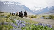 Das Foto zeigt eine Gruppe von Reiterinnen und Reitern auf einem Schotterweg durch ein weites Bergtal. Im Vordergrund blühen violette Lupinen, während im Hintergrund schneebedeckte Berghänge und ein Flusslauf zu sehen sind. Die Personen tragen Reithelme und wetterfeste Kleidung während des Ausritts.