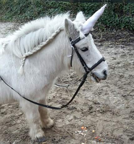 CAV Zöpfe Mähne Schweif flechten Leserfotos Einhorn CAV Zöpfe Mähne Schweif flechten Leserfotos Einhorn
