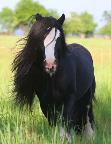 CAV Mähne Irish Cob CAV Mähne Irish Cob