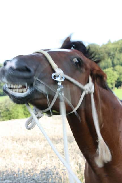 CAV Pferdefotos Kopf Fliegen