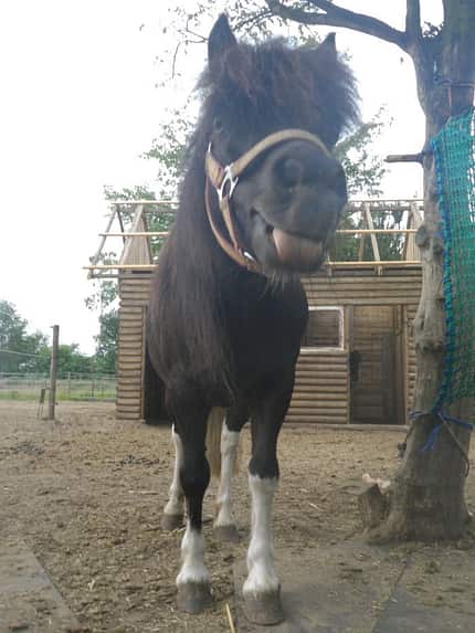 CAV Pony Pferdefotos
