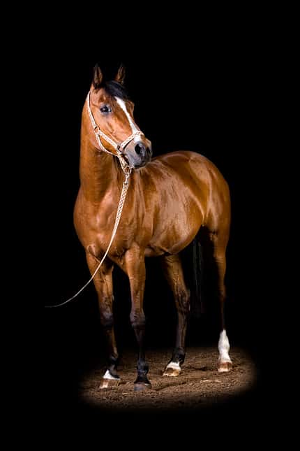 CAV Equine FineArt Jörg Kraus Vito_14