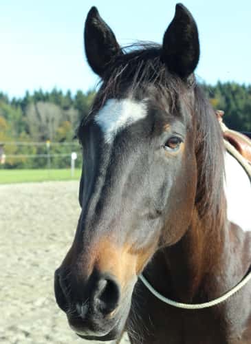 CAV Blesse Abzeichen Leserfotos Sandra CAV Blesse Abzeichen Leserfotos Sandra
