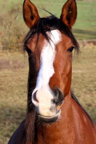 CAV Blesse Abzeichen Leserfotos Nadine CAV Blesse Abzeichen Leserfotos Nadine