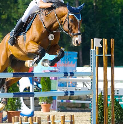 CAV Springen Sprung Springreiten