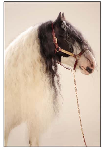 CAV Mähne Irish Cob CAV Mähne Irish Cob