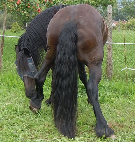 CAV Friese Koppel Schräge Pferdefotos