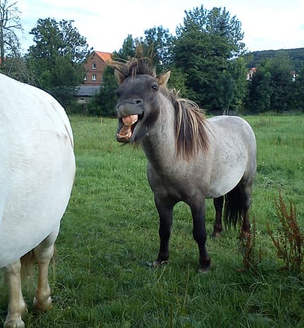 CAV Pony Schräge Pferdefotos