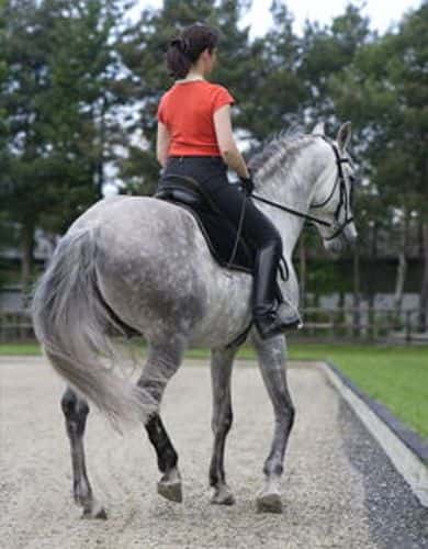 CAV Schenkelweichen Dressur CAV Schenkelweichen Dressur