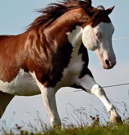 CAV Handicap Handicap-Pferde Hengst taub CAV Handicap Handicap-Pferde Hengst taub