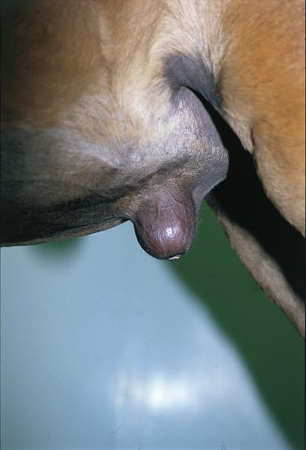 CAV Symptom-Lexikon Nabelbruch CAV Symptom-Lexikon Nabelbruch