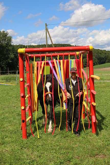 CAV Horse Agility Cube CAV Horse Agility Cube