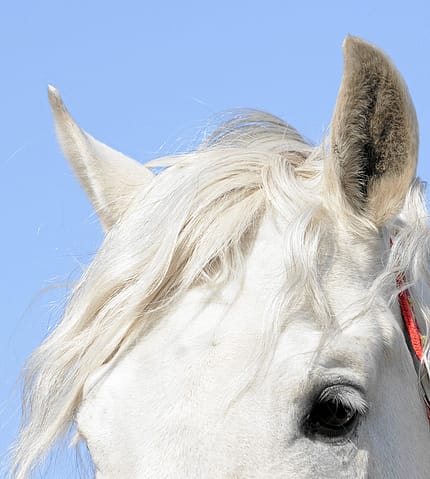 CAV-0511-Pferdeohr-Ohr_Aufmacher_LIR8052_hoch