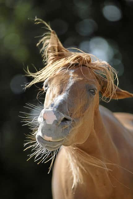 CAV-0511-Pferdeohr-Ohr_Kopfschuetteln_slawik (jpg) CAV-0511-Pferdeohr-Ohr_Kopfschuetteln_slawik (jpg)