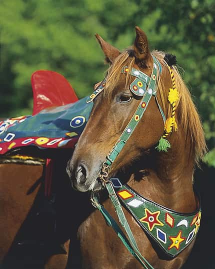 CAV Araber-Berber 11_2002 Bild 6 CAV Araber-Berber 11_2002 Bild 6