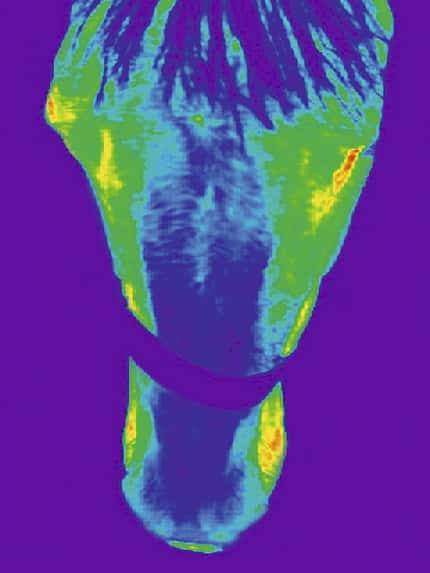 CAV_1208_thermografie_2 CAV_1208_thermografie_2