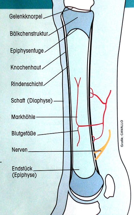 CAV 0708 Osteoporose - Knochenaufbau beim Pferd CAV 0708 Osteoporose - Knochenaufbau beim Pferd