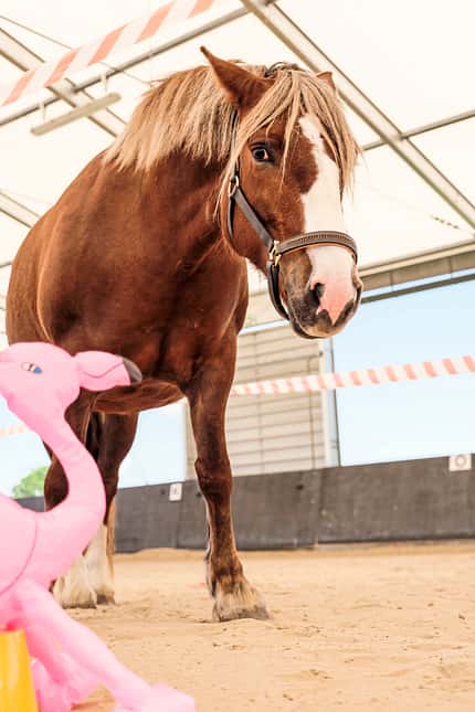 CAVALLO Schreck, lässt nach! Schreck, lässt nach!