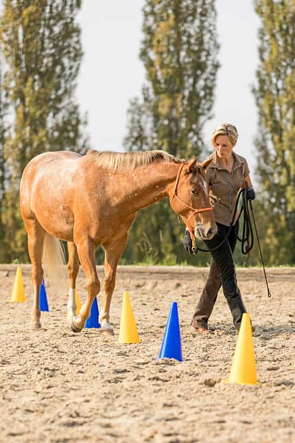 CAVALLO Ganzkörper-Workout, Fit mit Katrin Obst Ganzkörper-Workout, Fit mit Katrin Obst