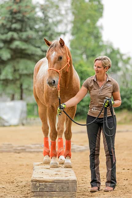 CAVALLO Ganzkörper-Workout, Fit mit Katrin Obst Ganzkörper-Workout, Fit mit Katrin Obst