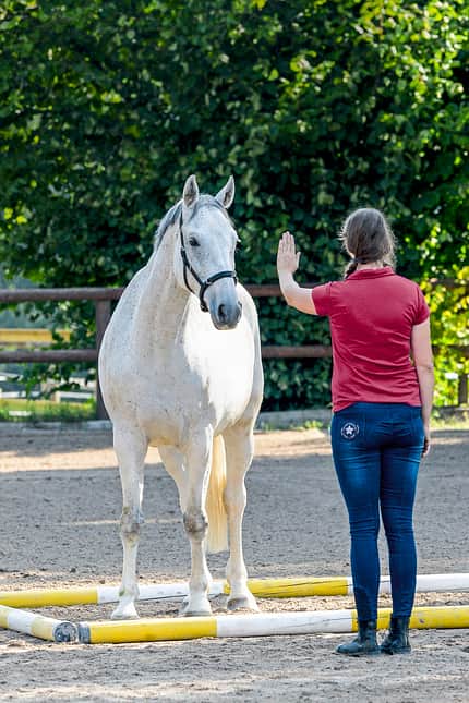 CAVALLO Titelthema volle Konzentration Titelthema volle Konzentration