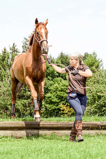 CAVALLO Von der Rennbahn in den Busch „Duke of Anzing“ Von der Rennbahn in den Busch „Duke of Anzing“