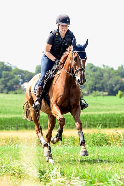 CAVALLO Von der Rennbahn in den Busch „Duke of Anzing“ Von der Rennbahn in den Busch „Duke of Anzing“