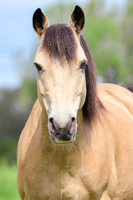 CAVALLO Grenzen setzen Grenzen setzen