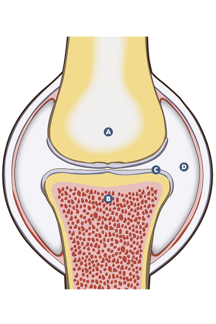 CAVALLO Medizin Kompendium Arthrose Medizin Kompendium Arthrose