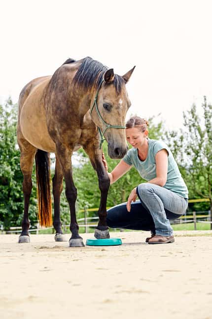 CAVALLO Kurze Trainings Kurze Trainings