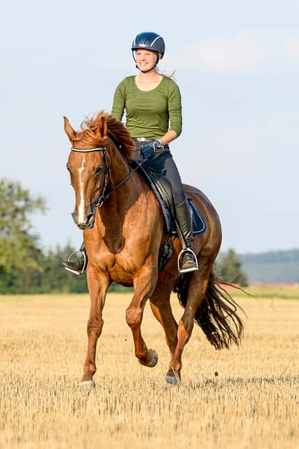 CAVALLO Kurze Trainings Kurze Trainings