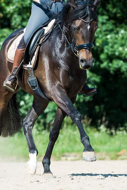 CAVALLO Superpferde Superpferde