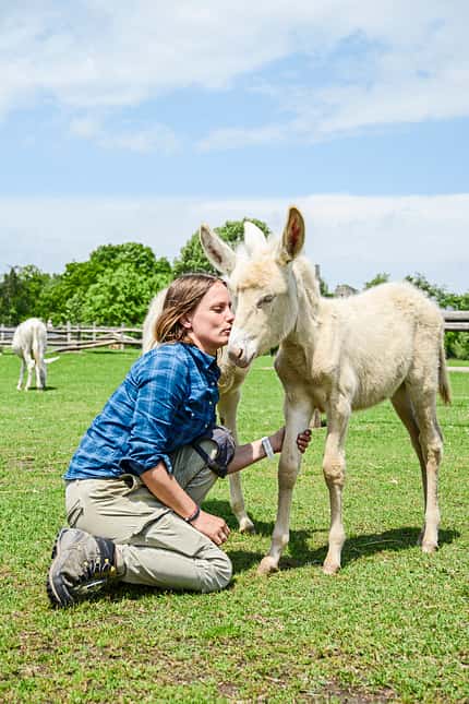 CAVALLO Barockesel Barockesel