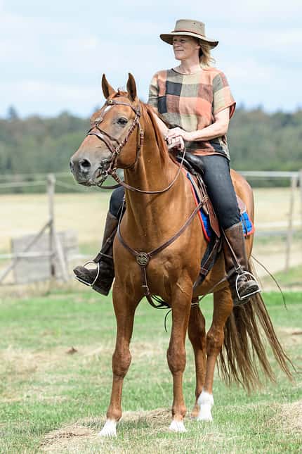 CAVALLO Die russischen Don Pferde Die russischen Don Pferde